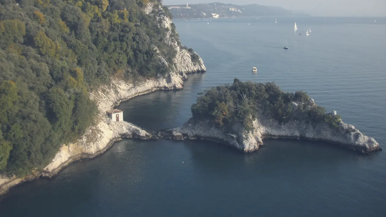 Le falesie bianche della costiera triestina a picco sul mare, con una pineta sullo scoglio.